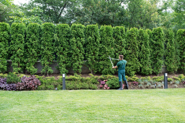 Best Professional Tree Care  in Sisco Heights, WA